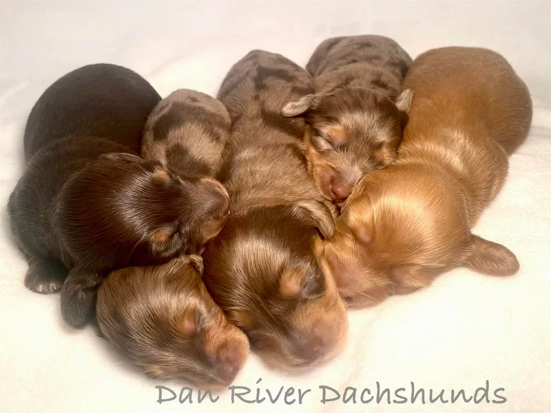 Dan River Dachshunds