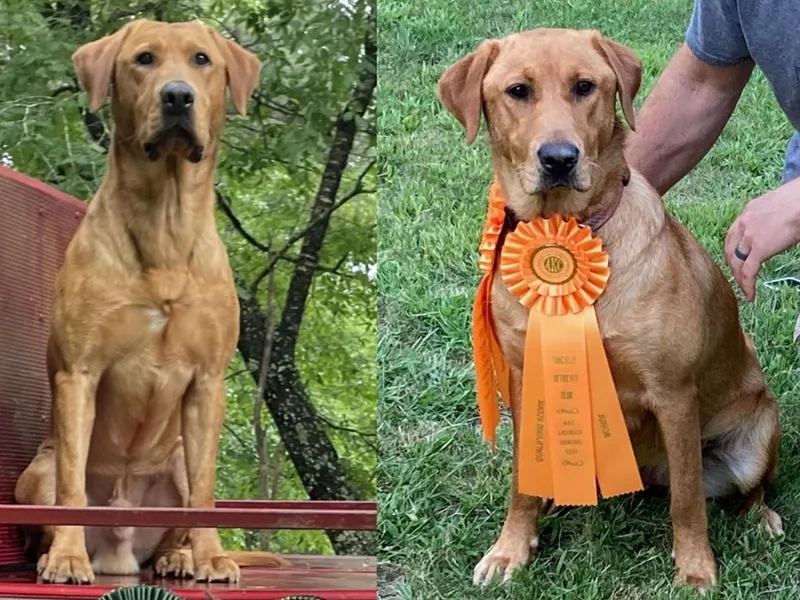 Dan's Labrador Retrievers