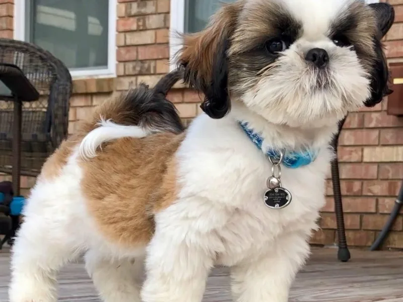 Dan Su Shih Tzu