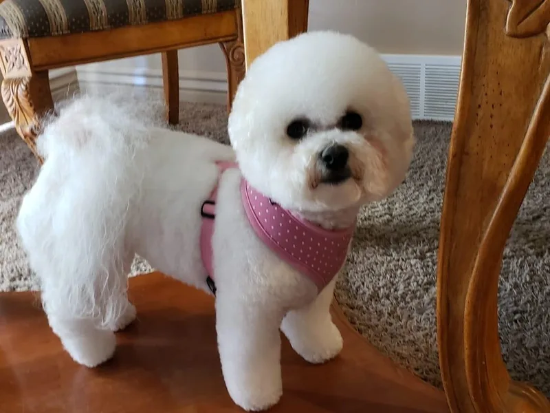Dana Nye's Bichon Frises