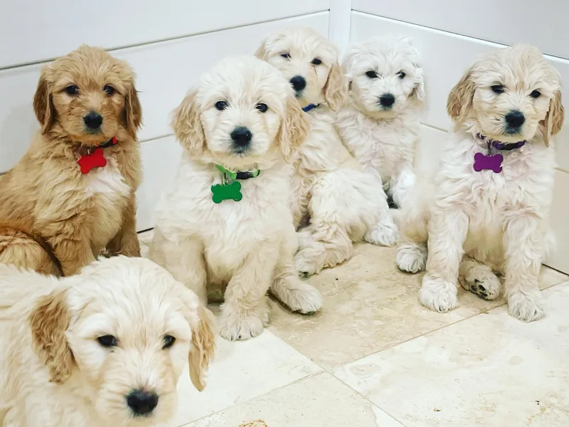 Dana Point Golden Doodles