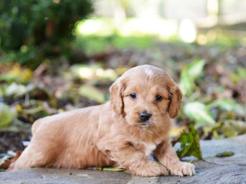 Dana's Domain Cockapoos