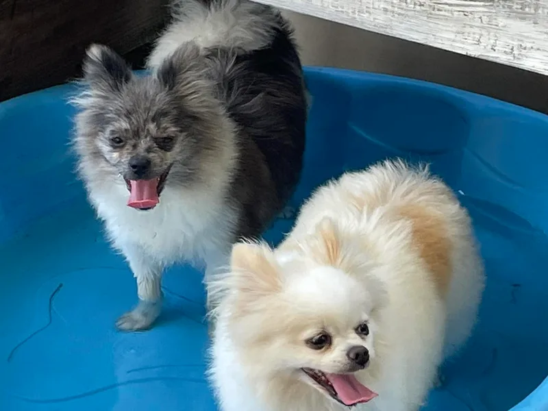 Dana's Pomeranians
