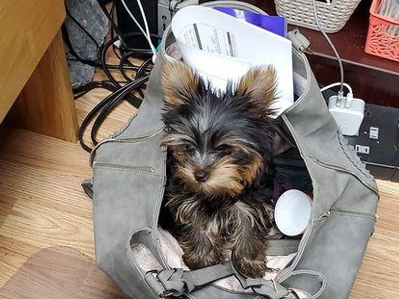 Dana's Yorkies