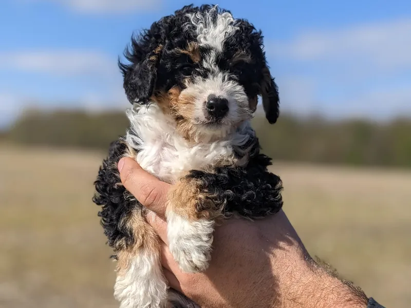 Danae's Bernedoodles