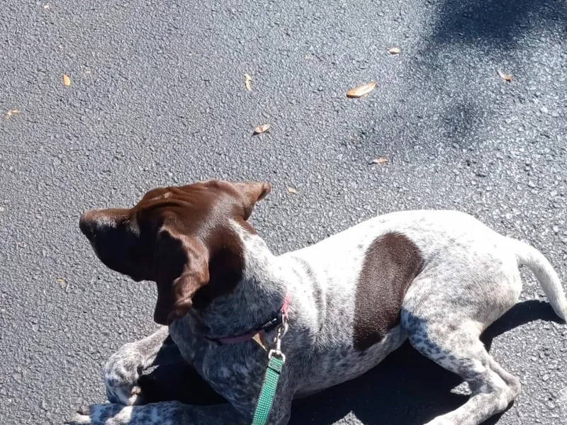 Dancin' German Shorthaired Pointer's