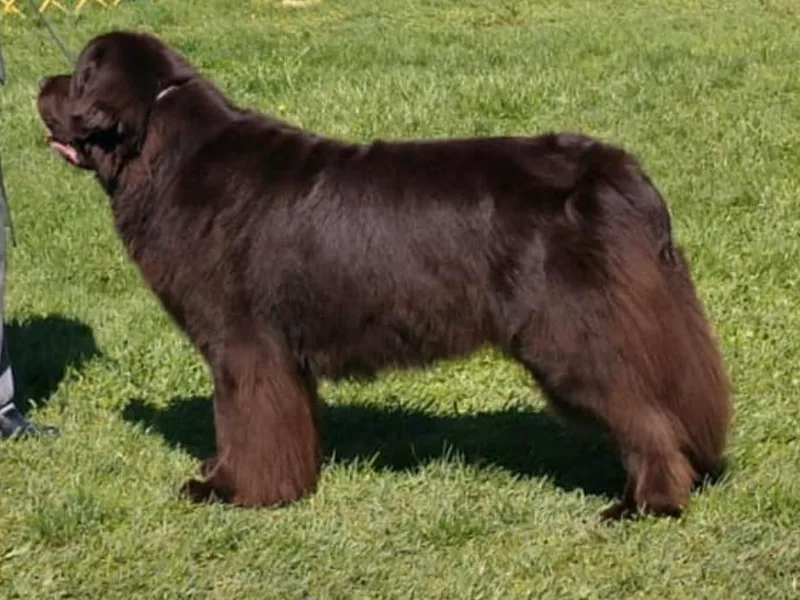 Dancing Bear Newfoundlands