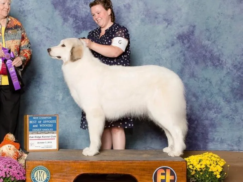 Dancing Cloud Great Pyrenees