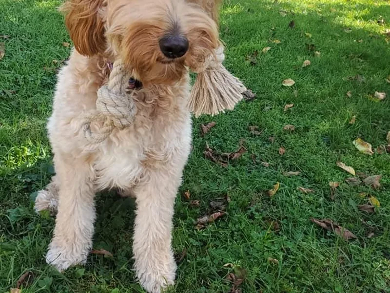 Dancing Mini Doodles