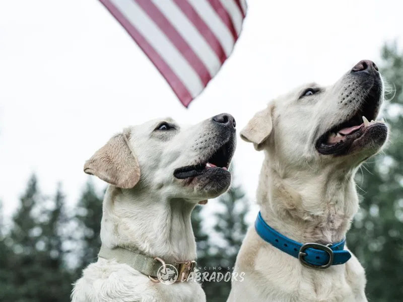 Dancing Sky Labradors