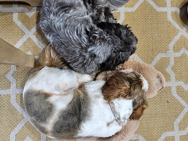 Dancing Sun Breeding