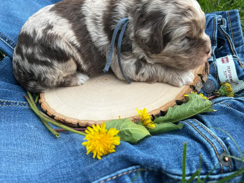 Dandelion Lane Doodles