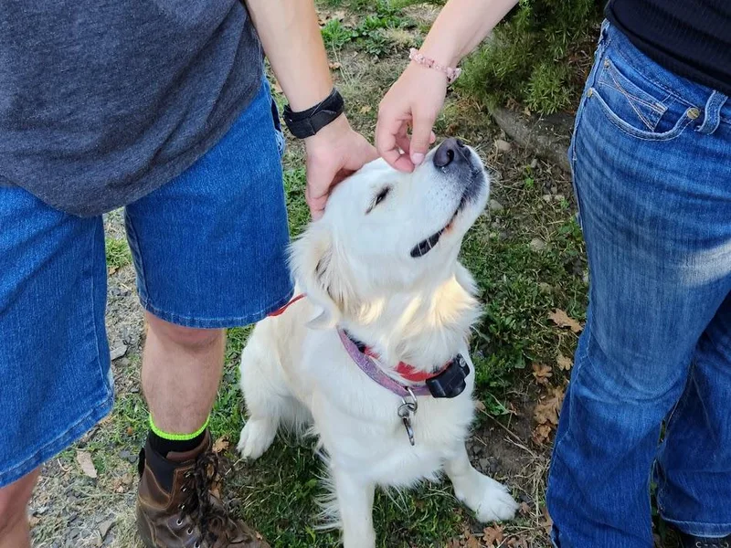 Dandelion Meadows Farm