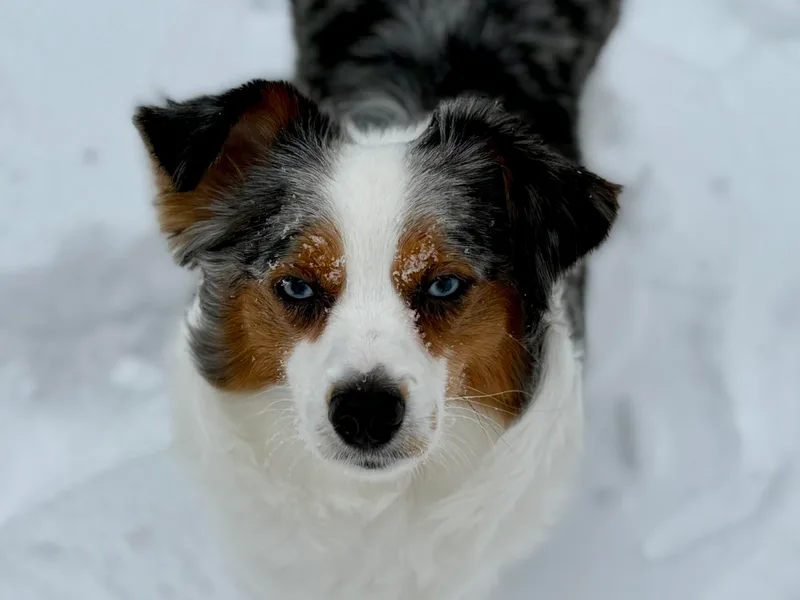 Dandies Herding Buddies
