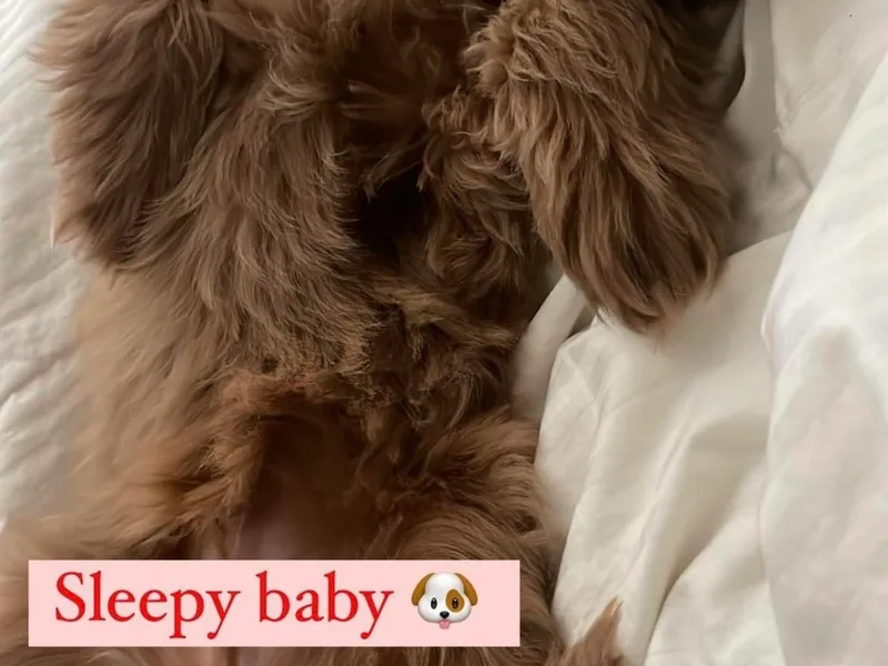 Dandy Doodles Goldendoodles