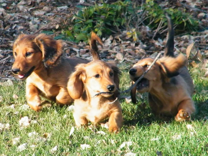 Dandydox Dachshunds