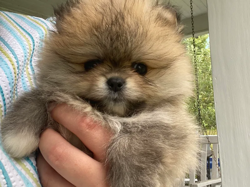 DandyLion Pomeranian