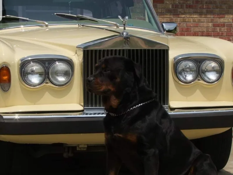 Dane Culps' Rottweilers