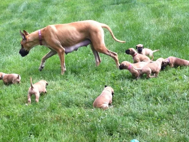 DaneAcre Great Danes