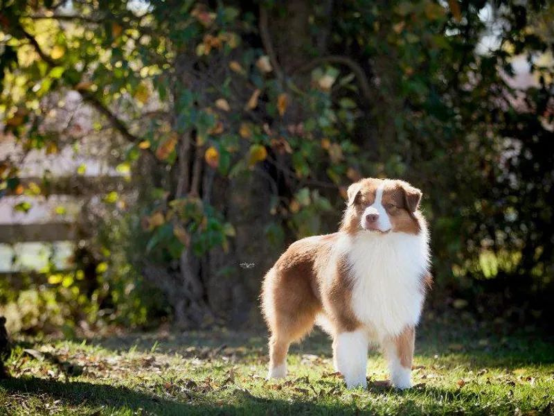Danell Australian Shepherd