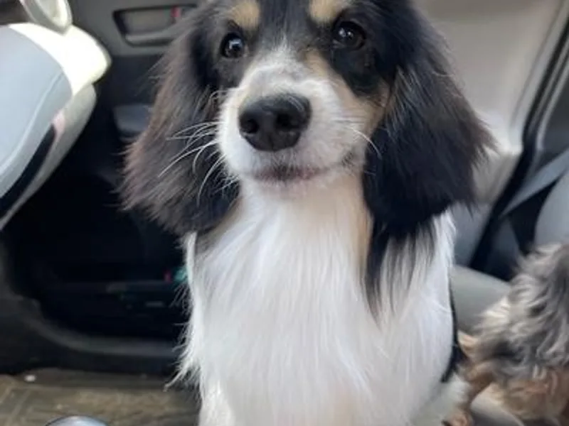 Danford’s First Class Dachshunds