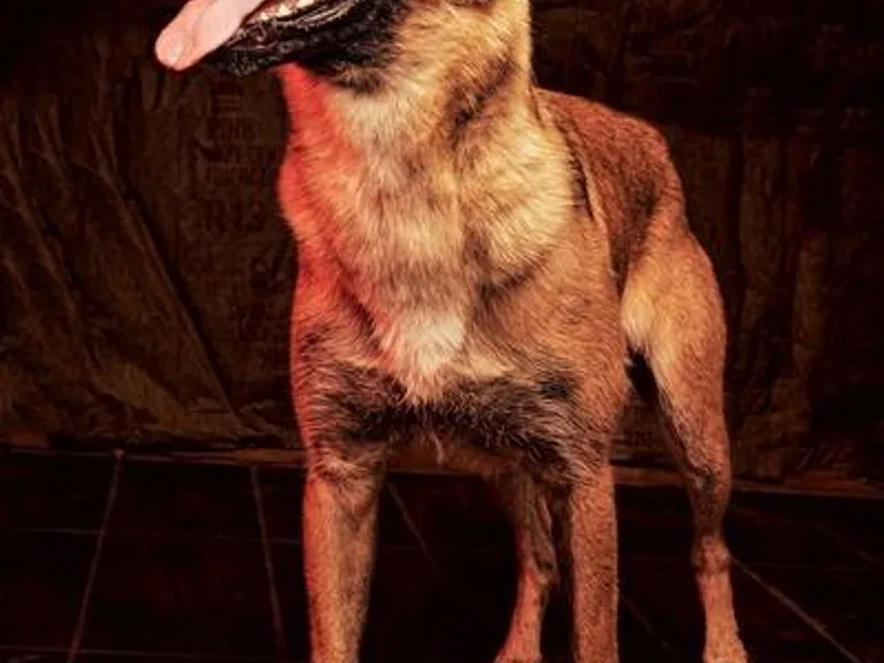 DANGER CLOSE MALINOIS