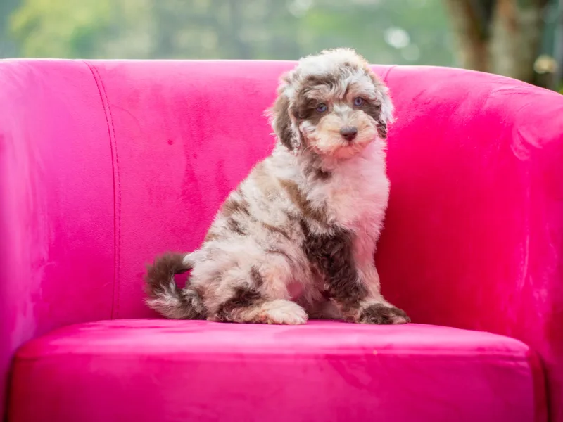 Dani's Dandy Doodles