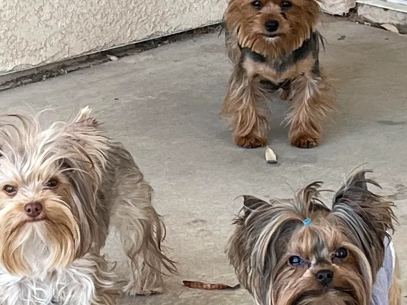 Dani’s Yorkie’s