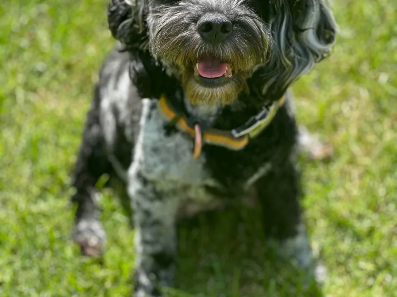 Danie’s Darling Doodles LLC