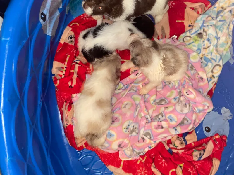 Danie’s Doggie Den