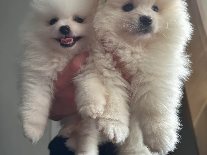 Daniela's Pomeranians photo 1