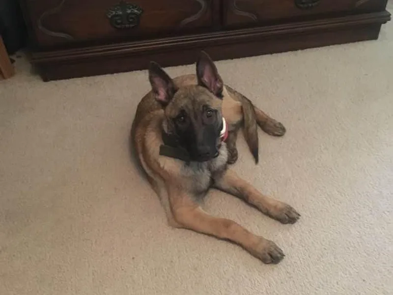 Danielle Newton's Belgian Malinois