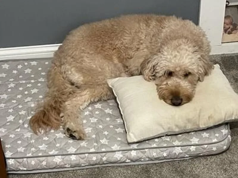 Danielle's Goldendoodles