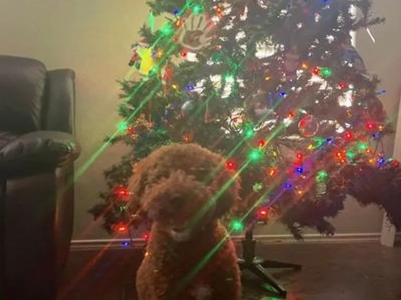 Danielle's Poodles photo 1