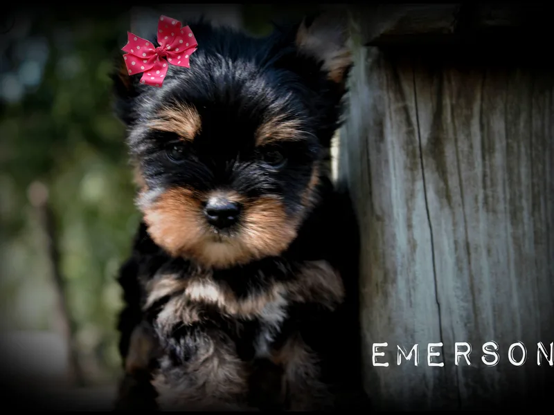 Danielle's Yorkie Babies