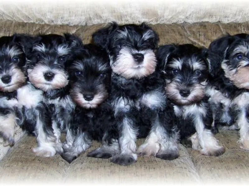 Daniels Mini Schnauzers