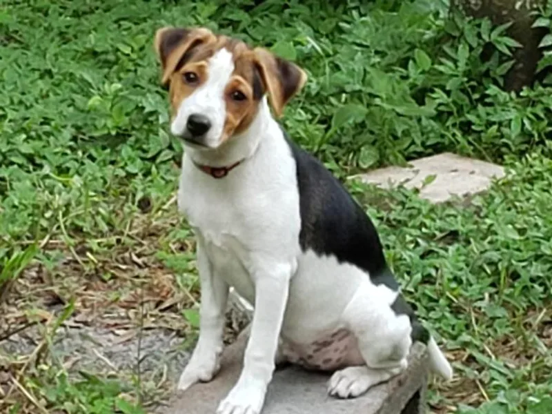 Danish-Swedish Farmdogs