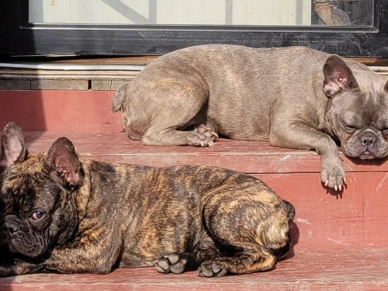 Danni French Bulldogs