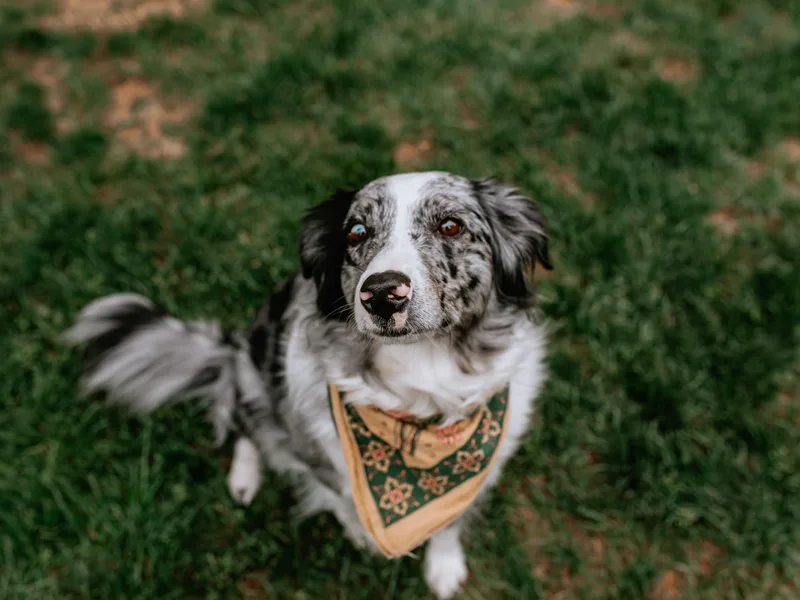 Danni's Miniature Australian Shepherds