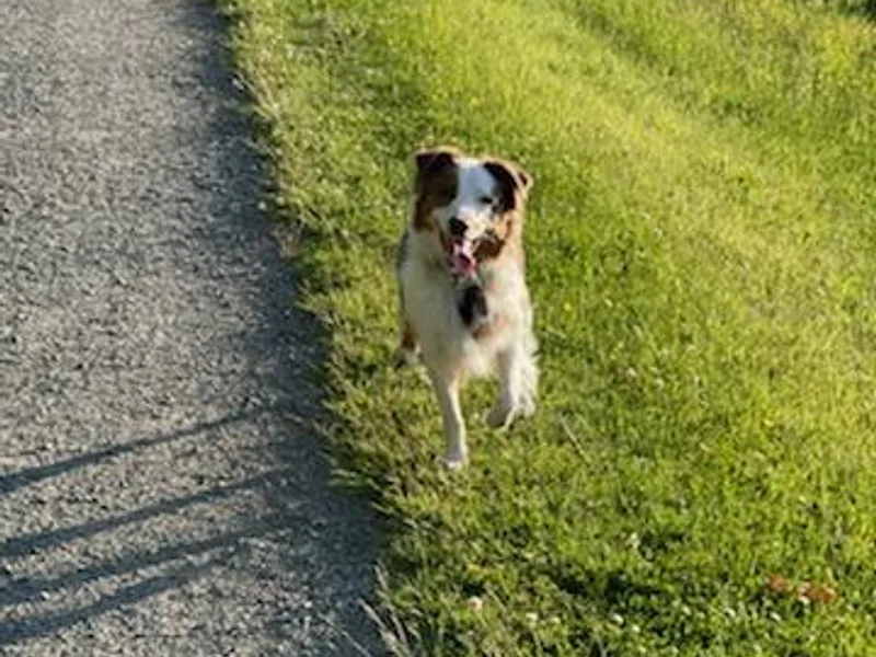 Danson Breeds photo 1