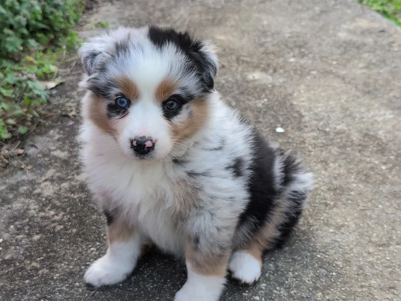 Dantzler Farm Aussies.