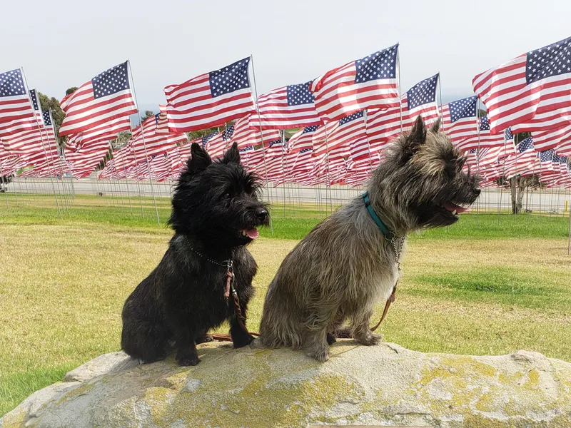 Daphne Green's Cairn Terriers