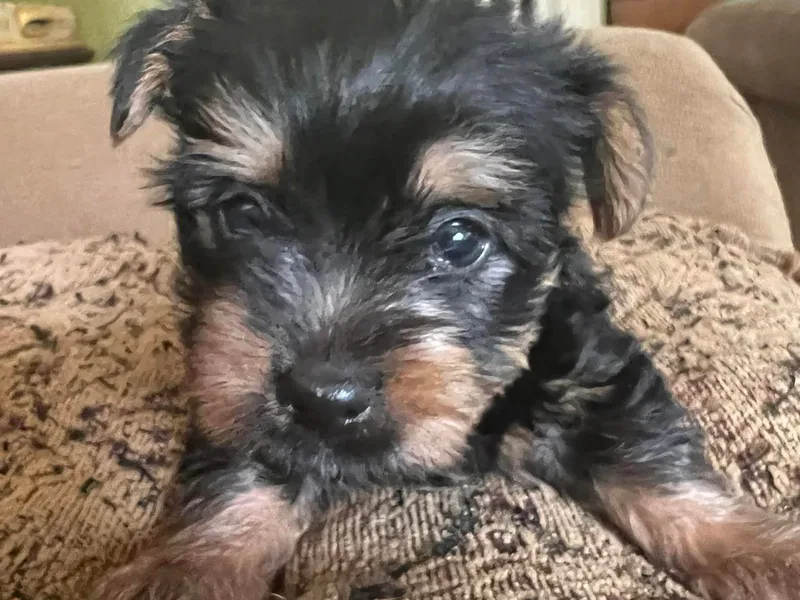 Daphne's Silky Terriers photo 1