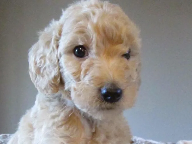 Dapper Doodles of Tennessee