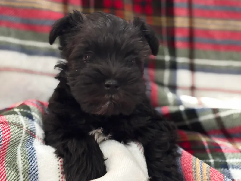 Dara's Miniature Schnauzers