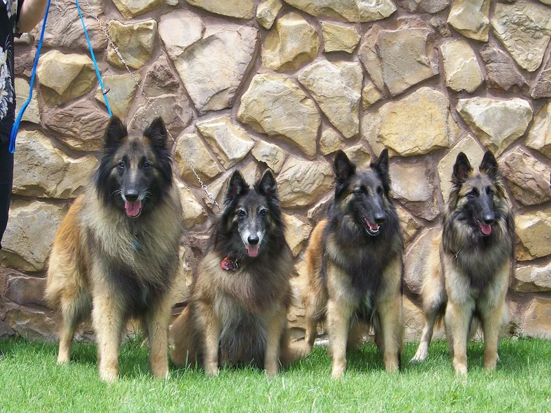 Darboshea Tervuren