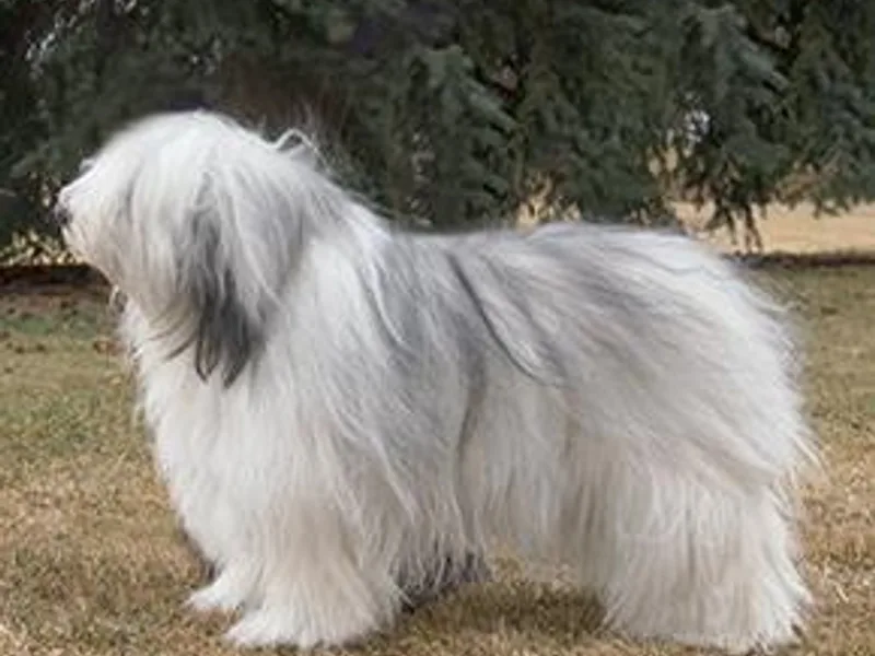 DarBozy PONs photo 1