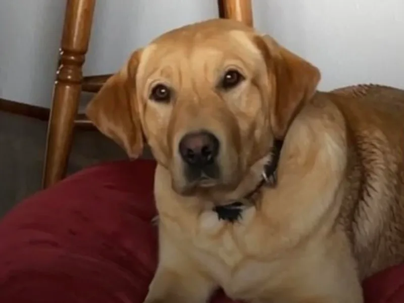 Darby Trim's Labrador Retrievers