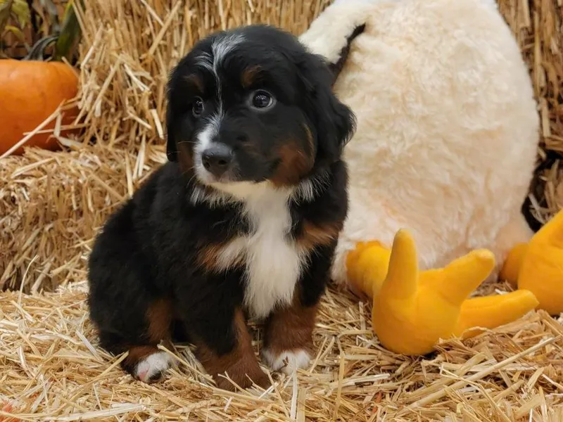 Darcie's Mini Aussies photo 1