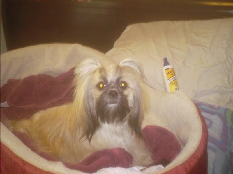 Darcy's Shih Tzu